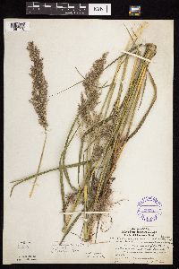 Calamagrostis canadensis var. canadensis image