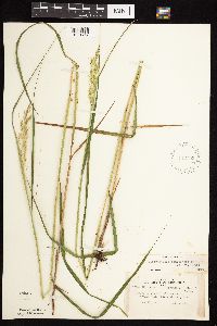 Calamagrostis canadensis var. canadensis image