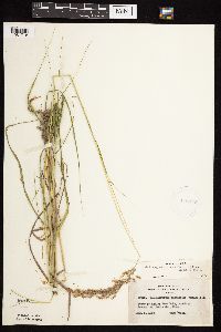 Calamagrostis canadensis var. canadensis image