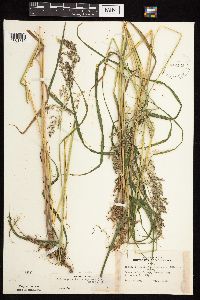 Calamagrostis canadensis var. canadensis image