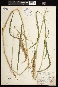 Calamagrostis canadensis var. canadensis image