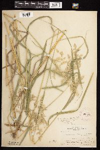 Calamagrostis canadensis var. canadensis image