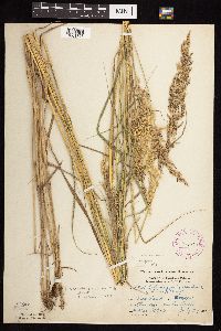 Calamagrostis canadensis var. canadensis image