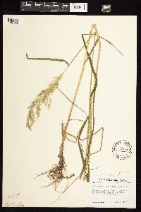 Calamagrostis canadensis var. canadensis image