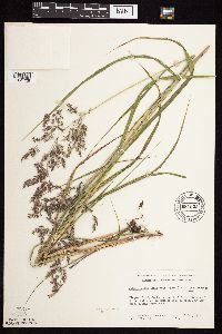 Calamagrostis canadensis var. canadensis image