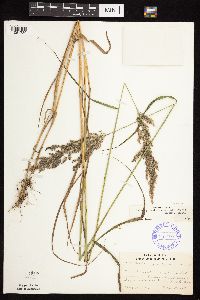 Calamagrostis canadensis var. canadensis image