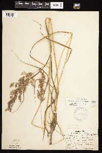 Calamagrostis canadensis var. canadensis image