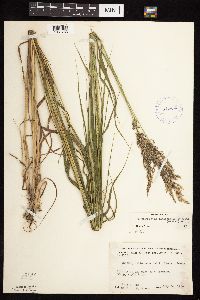 Calamagrostis canadensis var. canadensis image