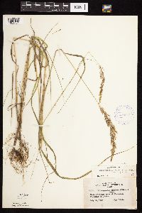 Calamagrostis canadensis var. canadensis image