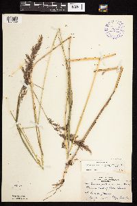 Calamagrostis canadensis var. canadensis image