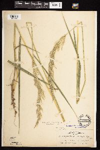 Calamagrostis canadensis var. canadensis image