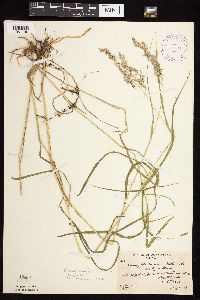 Calamagrostis canadensis var. canadensis image