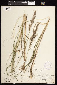 Calamagrostis canadensis var. canadensis image