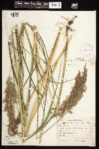 Calamagrostis canadensis var. canadensis image
