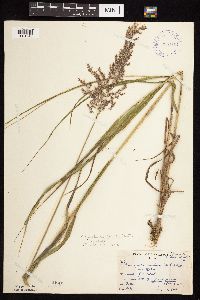 Calamagrostis canadensis var. canadensis image