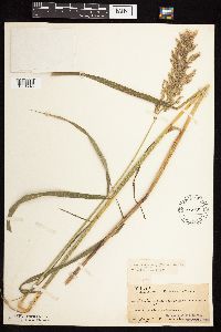 Calamagrostis canadensis var. canadensis image