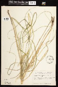 Calamagrostis canadensis var. canadensis image