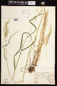 Calamagrostis canadensis var. canadensis image