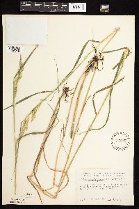 Calamagrostis canadensis var. canadensis image