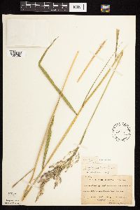 Calamagrostis canadensis var. canadensis image