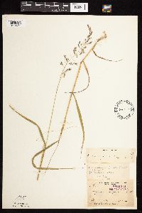 Calamagrostis canadensis var. canadensis image
