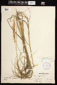 Calamagrostis canadensis var. canadensis image