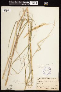 Calamagrostis canadensis var. canadensis image