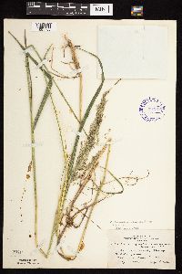 Calamagrostis canadensis var. canadensis image