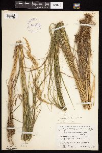 Calamagrostis canadensis var. canadensis image