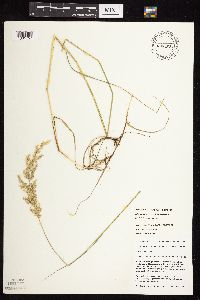 Calamagrostis canadensis var. canadensis image