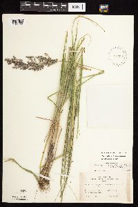 Calamagrostis canadensis var. canadensis image