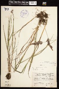Calamagrostis canadensis var. canadensis image