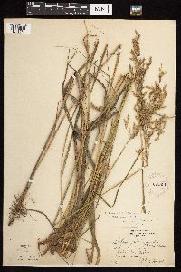 Calamagrostis canadensis var. canadensis image