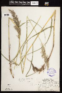 Calamagrostis canadensis var. canadensis image