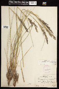 Calamagrostis canadensis var. canadensis image