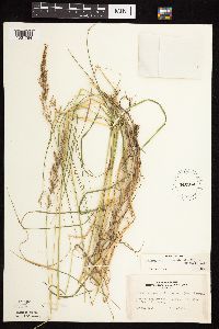 Calamagrostis canadensis var. canadensis image