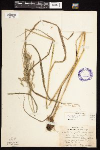 Calamagrostis canadensis var. canadensis image