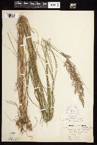 Calamagrostis canadensis var. canadensis image