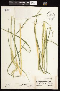 Calamagrostis canadensis var. canadensis image