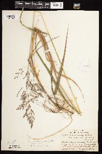 Calamagrostis canadensis var. canadensis image
