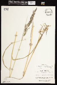 Calamagrostis canadensis var. canadensis image