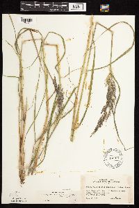 Calamagrostis canadensis var. canadensis image