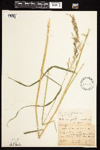 Calamagrostis canadensis var. canadensis image