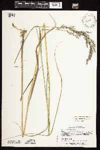 Calamagrostis canadensis image