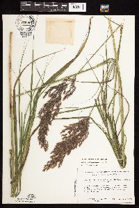 Calamagrostis canadensis image