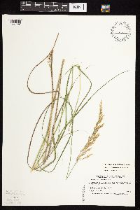 Calamagrostis canadensis image