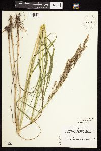 Calamagrostis canadensis image