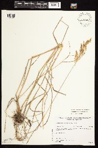 Calamagrostis canadensis image