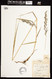 Calamagrostis canadensis image