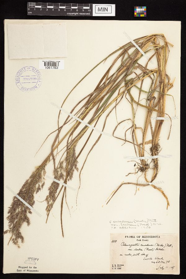 Calamagrostis canadensis var. langsdorfii image